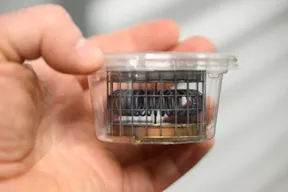 Baby Candy Heater Harmonica for Soto Windmaster SOD-310 - image 3